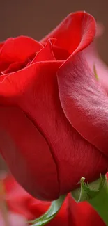 Elegant red rose with green leaves on a blurred background.