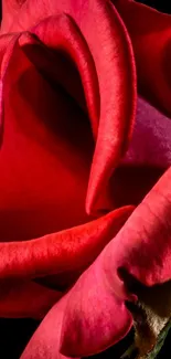 Close-up of a vibrant red rose with elegant petals.