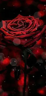 Elegant red rose with a dark romantic backdrop.