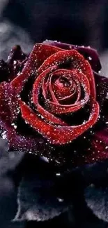 Stunning red rose with dew drops on a dark background for mobile wallpaper.