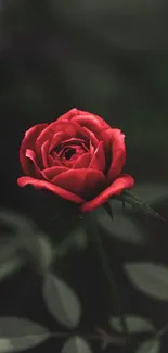 An elegant red rose with dark green leaves on a blurred backdrop.