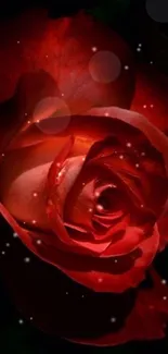 Elegant red rose mobile wallpaper with deep colors.