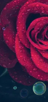 Red rose with droplets on dark background.