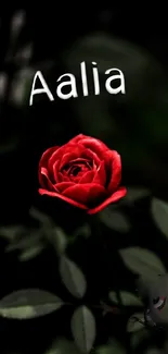 Red rose bloom against dark background with elegant leaves.