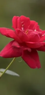 Vibrant red rose with green blurred background.