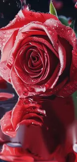 Close-up of a red rose with droplets and reflection.