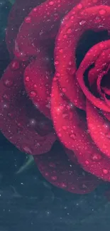 Red rose with dew drops on petals, lush background.