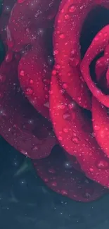 Elegant red rose with water droplets wallpaper.