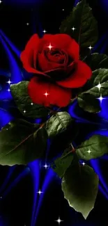 Red rose with green leaves on a dark blue background.