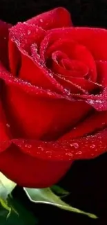 A stunning red rose with dew on a dark backdrop.