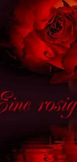 Elegant dark red rose wallpaper with reflection.