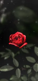 Red rose on a dark background, elegant and vibrant.