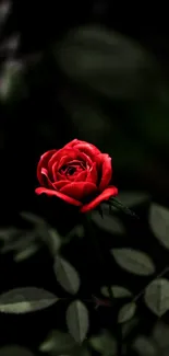 Vibrant red rose with dark green leaves set against a soft dark background.