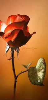 Red rose with dewdrops and a warm background.