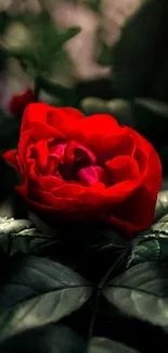 Elegant red rose surrounded by green leaves on a dark background.