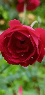 Close-up of a vibrant red rose in a garden setting.