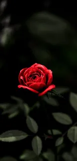 A vibrant red rose against a dark, blurred background with green leaves.