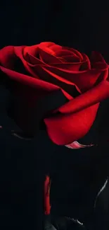 Elegant red rose against a dark background.