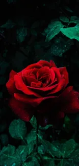 Red rose with dark green leaves on a wallpaper.