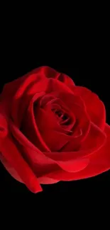 Red rose on an elegant black background mobile wallpaper.