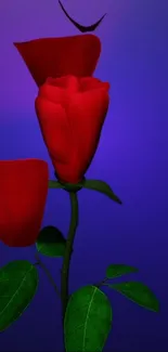 Red rose on a vibrant blue background, perfect for mobile wallpaper.