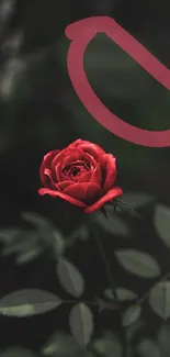 Elegant red rose on a dark background wallpaper.