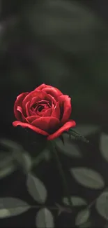 Red rose with dark leaves in a moody background.