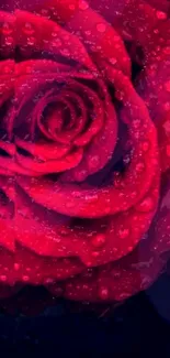 Mobile wallpaper featuring a red rose with dewdrops on a dark background.