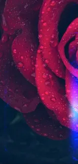 Close-up of a red rose with dewdrops and blue light glow.