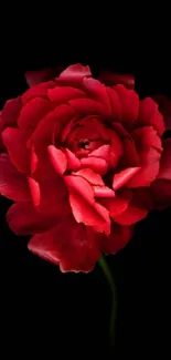 Deep red rose on black background, elegant phone wallpaper.