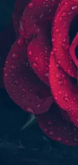 Dark red rose with dewdrops, elegant phone wallpaper.