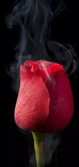 Elegant red rose with smoke on black background.