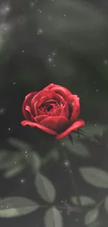 Mobile wallpaper with a red rose in focus and a blurred dark background.