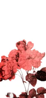 Red roses on a minimalistic white background wallpaper.