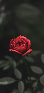 Red rose against dark background wallpaper