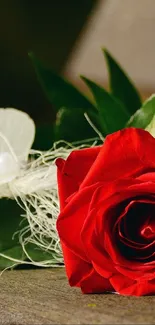 Close-up of a vibrant red rose with green leaves in rustic setting.