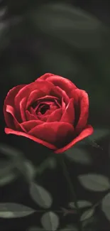 Mobile wallpaper featuring a vivid red rose on a dark background.