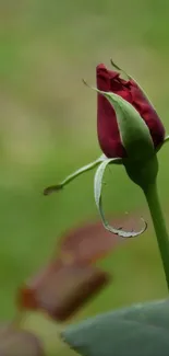 Close-up of a red rosebud with a green background.