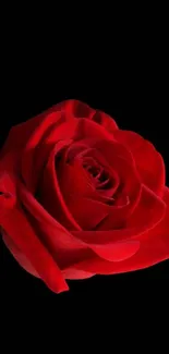 Elegant red rose on black background for mobile wallpaper.