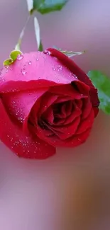 Closeup of red rose with water droplets on a blurred background.