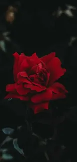 Stunning red rose on a dark background wallpaper.