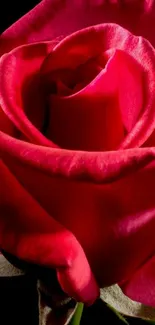 Close-up of a vibrant red rose on black background.