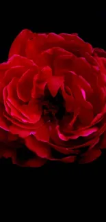 Vibrant red rose on dark background wallpaper.