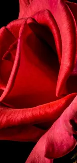 Close-up of a vibrant red rose against a dark background, showcasing elegant petals.