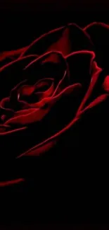 Dark red rose wallpaper with elegant petals on a black background.