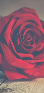 Close-up of a vibrant red rose on wooden background.