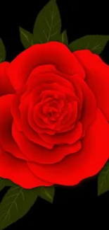 Red rose on dark background with green leaves.