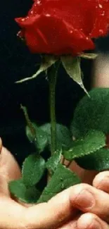 Elegant red rose held in hands, vivid wallpaper.