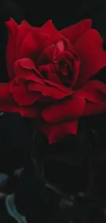 A dark, elegant red rose on a black background.