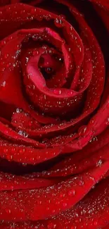 Close-up of a red rose with water droplets as wallpaper.